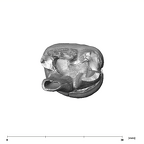 SK 826a2 Paranthropus robustus ULM2 apical