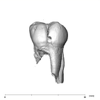 SK 826a2 Paranthropus robustus ULM2 buccal