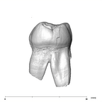 SK 826a2 Paranthropus robustus ULM2 distal