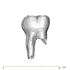 SK 826a2 Paranthropus robustus ULM2 lingual