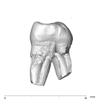 SK 826a2 Paranthropus robustus ULM2 mesial