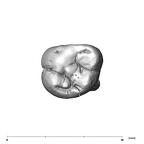 SK 826a2 Paranthropus robustus ULM2 occlusal