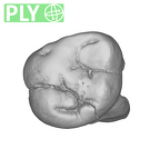 SK 826a2 Paranthropus robustus ULM2 ply