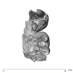SK 826b.SK 828 Paranthropus robustus partial left hemimandible apical