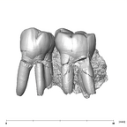 SK 826b.SK 828 Paranthropus robustus partial left hemimandible buccal