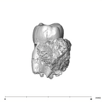 SK 826b.SK 828 Paranthropus robustus partial left hemimandible distal