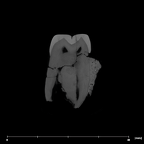 SK 826b.SK 828 Paranthropus robustus partial left hemimandible internal LLM1