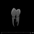 SK 826b.SK 828 Paranthropus robustus partial left hemimandible internal LLP4