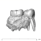 SK 826b.SK 828 Paranthropus robustus partial left hemimandible lingual