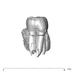 SK 826b.SK 828 Paranthropus robustus partial left hemimandible mesial
