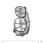 SK 826b.SK 828 Paranthropus robustus partial left hemimandible occlusal