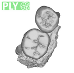 SK 826b.SK 828 Paranthropus robustus partial left hemimandible ply