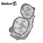 SK 826b.SK 828 Paranthropus robustus partial left hemimandible ply movie