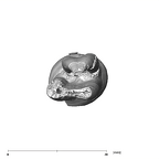 SK 827 Paranthropus robustus LLP4 apical