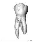 SK 827 Paranthropus robustus LLP4 buccal