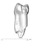 SK 827 Paranthropus robustus LLP4 distal