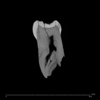 SK 827 Paranthropus robustus LLP4 internal