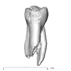 SK 827 Paranthropus robustus LLP4 lingual