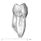 SK 827 Paranthropus robustus LLP4 mesial