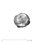 SK 827 Paranthropus robustus LLP4 occlusal