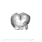 SK  829 Paranthropus robustus ULM1 buccal