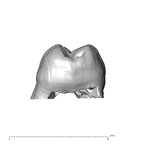 SK  829 Paranthropus robustus ULM1 distal
