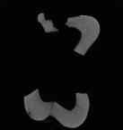 SK  829 Paranthropus robustus ULM1 gif