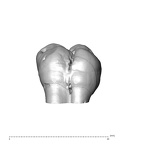SK  829 Paranthropus robustus ULM1 lingual