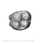 SK  829 Paranthropus robustus ULM1 occlusal