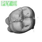 SK  829 Paranthropus robustus ULM1 ply