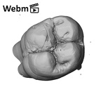 SK  829 Paranthropus robustus ULM1 ply movie
