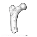 SK 82 Paranthropus robustus right femur anterior