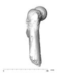SK 82 Paranthropus robustus right femur lateral