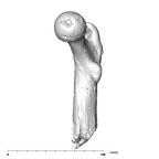 SK 82 Paranthropus robustus right femur mesial