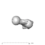 SK 82 Paranthropus robustus right femur superior