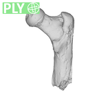 SK 82 Paranthropus robustus right femur ply