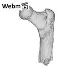 SK 82 Paranthropus robustus right femur ply movie