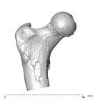 SK 82 Paranthropus robustus right femur proximal anterior