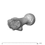 SK 82 Paranthropus robustus right femur proximal distal