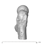 SK 82 Paranthropus robustus right femur proximal lateral