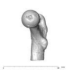 SK 82 Paranthropus robustus right femur proximal mesial
