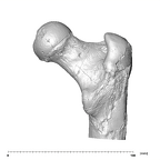 SK 82 Paranthropus robustus right femur proximal posterior
