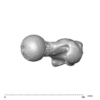 SK 82 Paranthropus robustus right femur proximal proximal