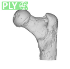 SK 82 Paranthropus robustus right femur proximal ply