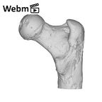 SK 82 Paranthropus robustus right femur proximal ply movie