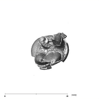 SK 830 Paranthropus robustus LLP4 apical