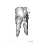 SK 830 Paranthropus robustus LLP4 buccal