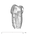 SK 830 Paranthropus robustus LLP4 distal