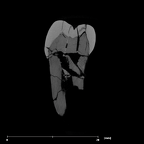 SK 830 Paranthropus robustus LLP4 internal