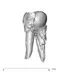 SK 830 Paranthropus robustus LLP4 lingual